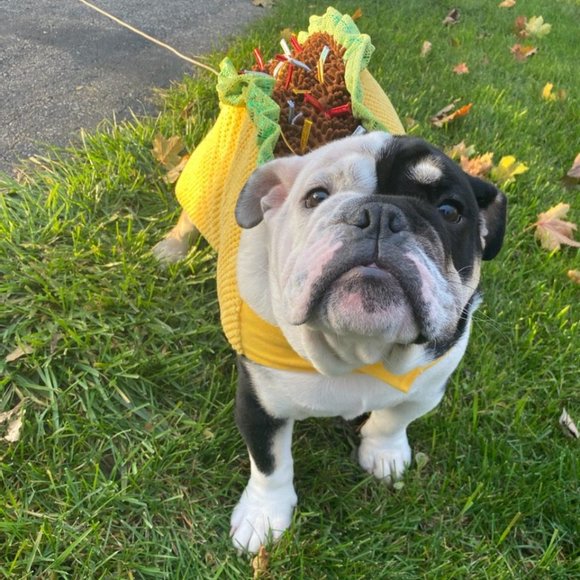 Meet your Posher, Casey - Picture 5 of 6